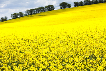 Oilseed rape crop, Brassica napus, in landscape at Swinbrook in the Cotswolds, Oxfordshire, UK