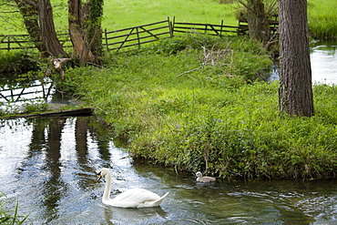 Female mute swan, Cygnus olor, and her cygnet in Southrop in the Cotswolds, Gloucestershire, UK