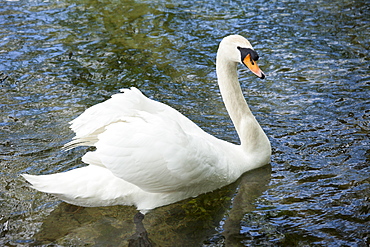 Male mute swan, Cygnus olor, known as a cob, in Southrop in the Cotswolds, Gloucestershire, UK