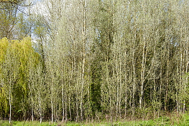 Copse of White Poplar trees, also known as Silver Poplar or Silverleaf Poplar, Populus alba, in Eastleach Turville in the Cotswolds, UK