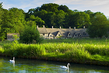 Swans on River Coln by Arlington Row cottages traditional almshouses in Bibury, Gloucestershire, The Cotswolds, UK