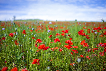 Poppies and other wildflowers in a crop meadow at Fonthill Gifford  in Wiltshire, UK