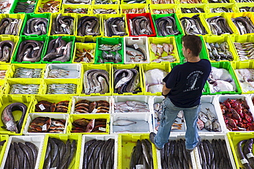 Freshly-caught fish at Confradia de Pescadores de Luarca, Confederation of Luarca Fishermen, at Puerto Luarca in Asturias, Spain