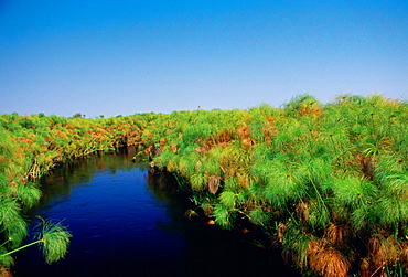 Papyrus growing in the Okavango Delta inBotswana, Africa