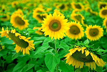 Sunflower plants in the Loire Valley in France