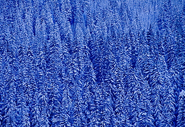 Snow covered pine trees on Gotchsna Mountain, Klosters, Switzerland