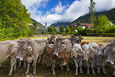 Herd of cattle in town of Biescas in Valle de Tena, Aragon, Northern Spain.