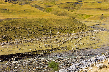 Mountain sheep and goats in Val de Tena at Formigal in the Spanish Pyrenees mountain, Northern Spain