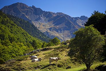 Cows in Vallee d'Ossau near Laruns in Parc National des Pyrenees Occident, France