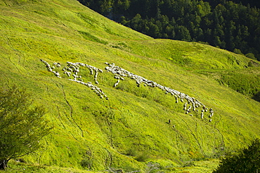 Shepherd with mountain sheep in the Pyrenees National Park, Parc National des Pyrenees Occident, France