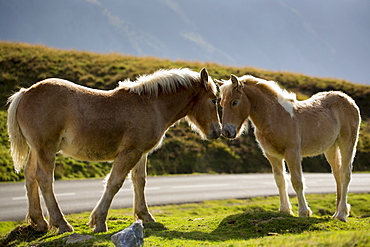 Mare and foal horses in Vallee d'Ossau near Laruns in Parc National des Pyrenees Occident, France