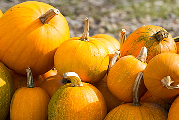 Pumpkin squash for sale at roadside stall in Pays de La Loire, France