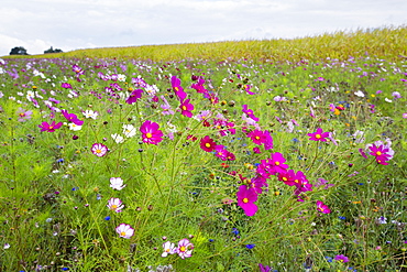 Wildflower border by maize crop in a field in rural Normandy, France