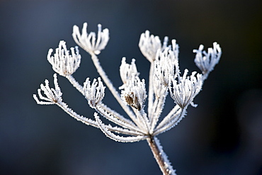 Hoar frost on cow parsley, The Cotswolds, Oxfordshire, United Kingdom