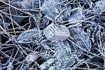 Leaves on woodland floor during hoar frost, Oxfordshire, United Kingdom