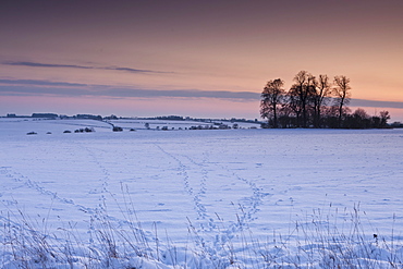 Animal tracks across the field in traditional snow scene in The Cotswolds, Swinbrook, Oxfordshire, United Kingdom