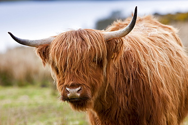 Brown shaggy coated Highland cow with curved horns on Bodmin Moor, Cornwall