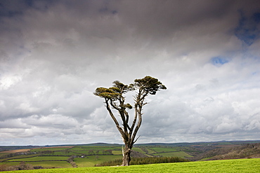 Lone Scots Pine on Bodmin Moor, Cornwall, England, UK