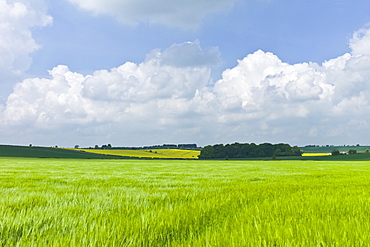 Barley crop in landscape at Asthall, The Cotswolds, Oxfordshire, UK