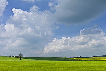 Barley crop in landscape at Asthall, The Cotswolds, Oxfordshire, UK