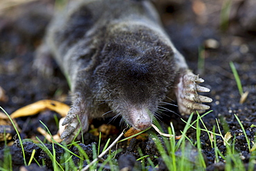 European mole, Talpa Europaea, in a country garden, the Cotswolds, Oxfordshire, UK