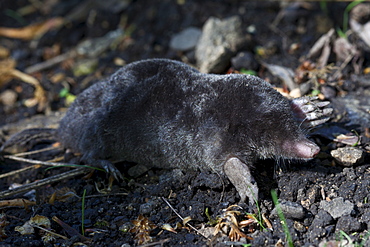 European mole, Talpa Europaea, in a country garden, the Cotswolds, Oxfordshire, UK