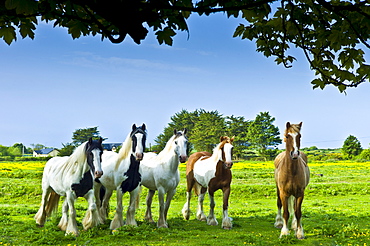 Traditional Irish paint shire horses, skewbald and piebald in buttercup meadow near Kilmore, Ireland