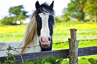 Traditional Irish piebald paint horse in buttercup meadow near Kilmore, Ireland