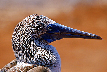 Beak detail of Blue-footed Booby bird on the Galapagos Islands, Ecuador