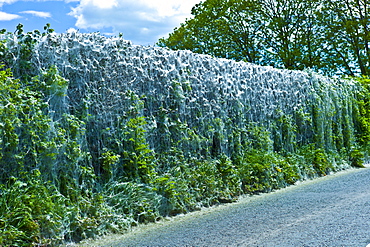 Larvae stage of Tent Moth, Eastern Tent Caterpillars, make tent of silk on host hedgerow in County Cork, Ireland