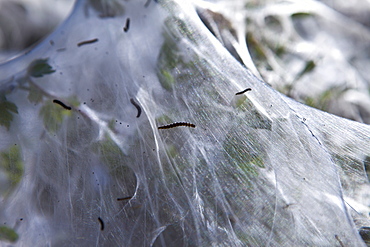 Larvae stage of Tent Moth, Eastern Tent Caterpillars, make tent of silk on host hedgerow in County Cork, Ireland