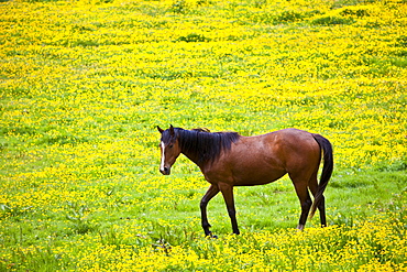 Dark bay Irish thoroughbred horse strolling in buttercup meadow in County Cork, Ireland