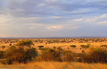 Serengeti Plains,Tanzania, East Africa