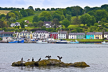 Cormorant birds and Black Backed Gull in Courtmacsharry Bay, County Cork, Ireland