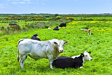 Bull with cow in meadow in County Clare, West of Ireland