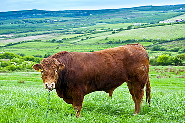 Bull tethered with nose ring and chain in pasture in County Clare, West of Ireland