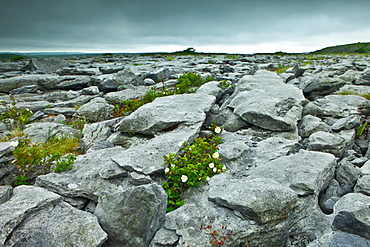 Limestone pavement glaciated karst landscape and native flora in The Burren,  County Clare, West of Ireland