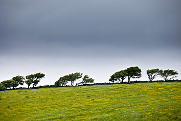 Windswept trees in barren landscape in The Burren, County Clare, West of Ireland