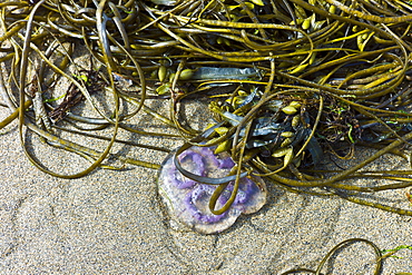 Common Moon Jellyfish Aurelia Aurita, Sea Lace seaweed and Bladder Wrack at Spanish Point, Co. Clare, Ireland