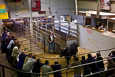 Farmers at cattle auction in Ennis, County Clare, West of Ireland