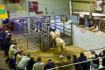 Farmers at cattle auction in Ennis, County Clare, West of Ireland