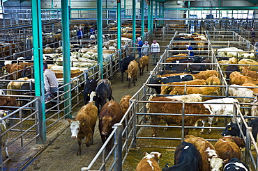 Cattle crammed tightly together in a pen at cattle auction in Ennis, County Clare, West of Ireland