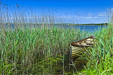 Boat among the reeds at Lough Muckanagh, County Clare, West of Ireland