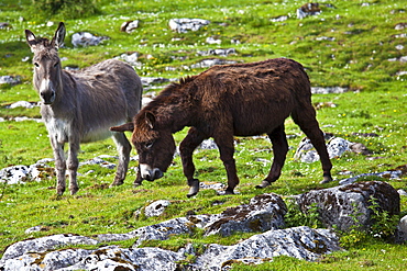 Traditional Irish brown and grey donkeys in The Burren, County Clare, West of Ireland