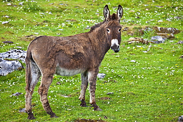 Traditional Irish donkey in The Burren, County Clare, West of Ireland