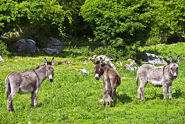 Traditional Irish brown and grey donkeys in The Burren, County Clare, West of Ireland