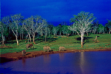 Elephants at a water hole at Treetops Game Reserve in Kenya, East Africa