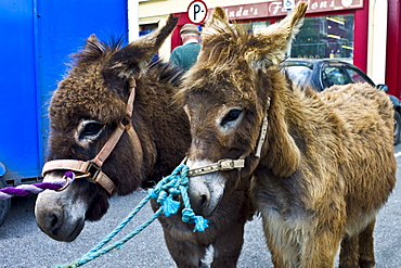 Horse fair in market square in Kilrush, Co. Clare, Ireland. Traditional for locals and travellers to trade horses and donkeys