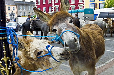 Horse fair in market square in Kilrush, Co. Clare, Ireland. Traditional for locals and travellers to trade horses and donkeys