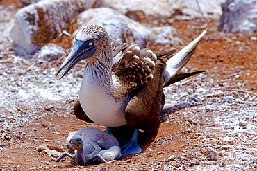 Blue-footed Booby bird on the Galapagos Islands, Ecuador  sheltering young chicks